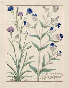Illustration du Livre des simples médecines par Mattheaus Platearius 129v - Robinet Testard